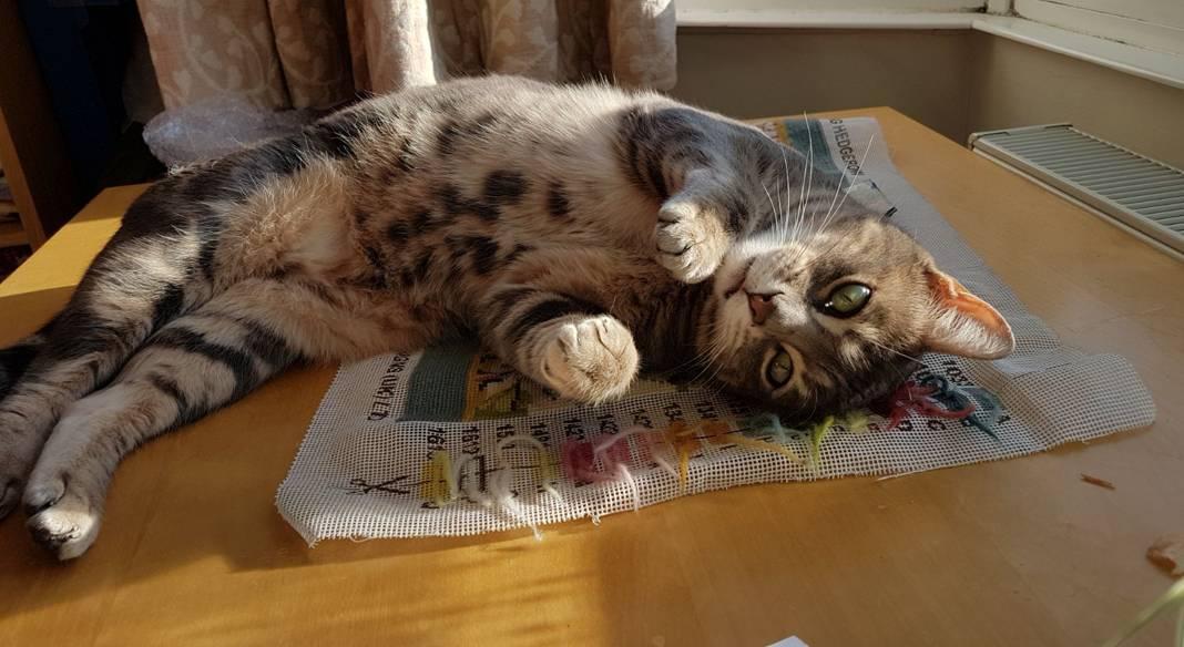 4_5_371500533_resized_3_1