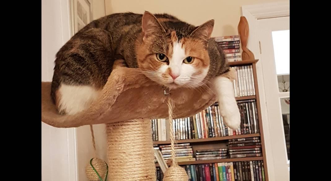 4_9_371500533_resized_3_1