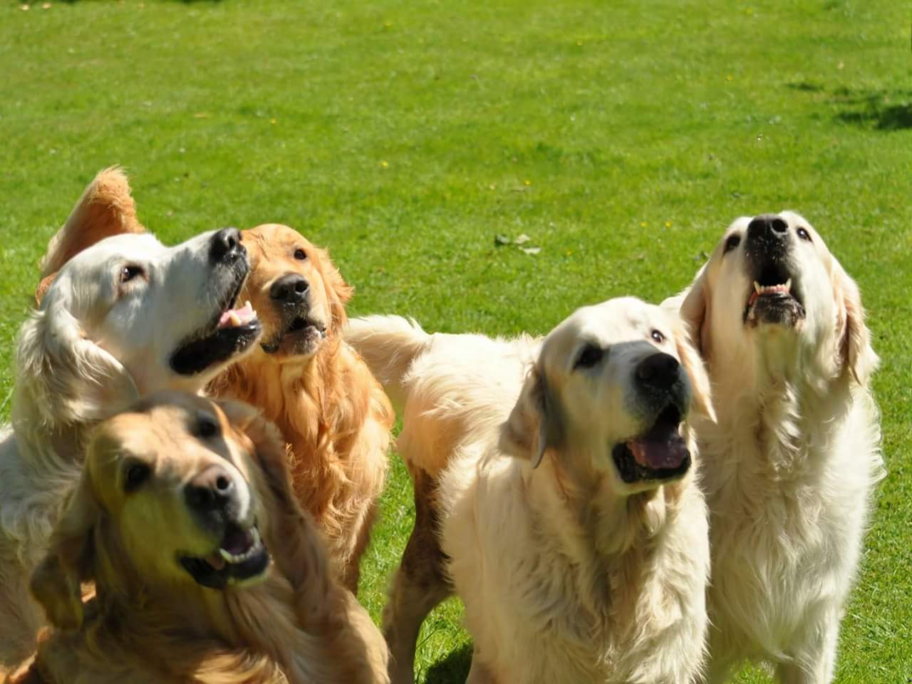 FB_IMG_1513639519096