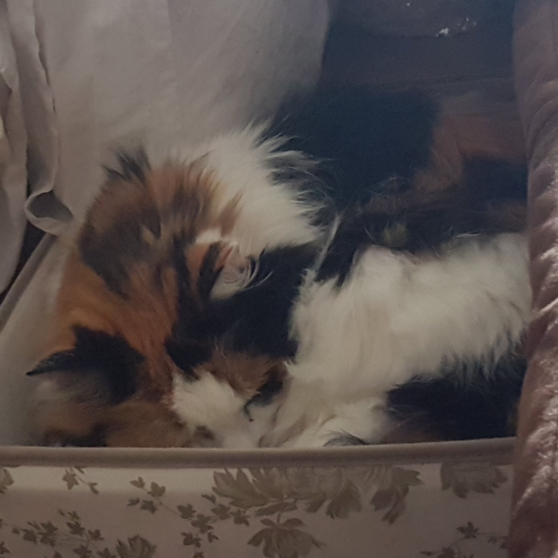 IMG_20190208_122846_121