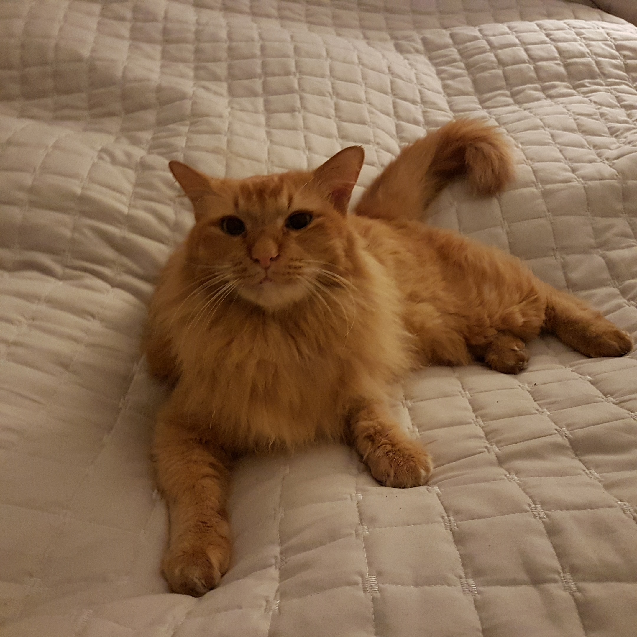 IMG_20190227_220851_295