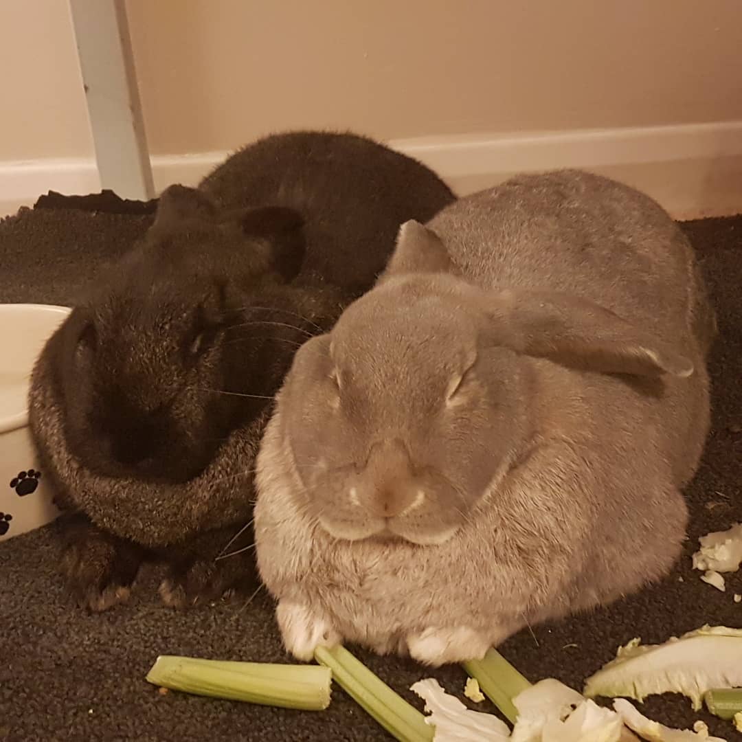 IMG_20190421_201019_373