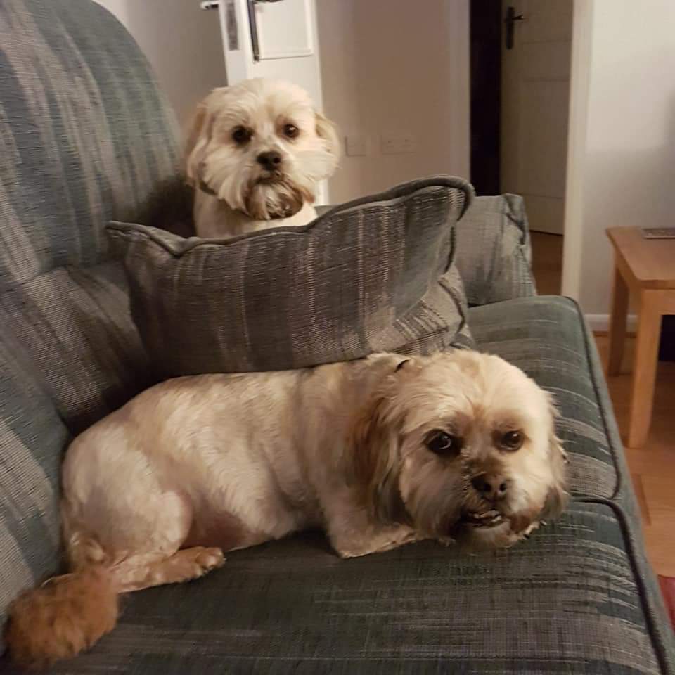 FB_IMG_1561202335828