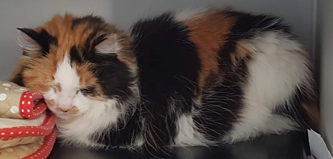 FB_IMG_1563547028870