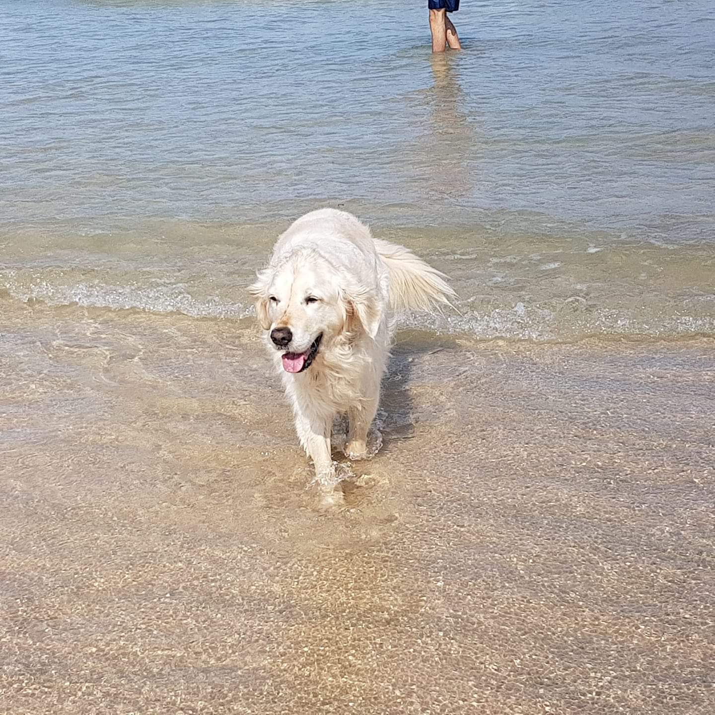 FB_IMG_1564230320650