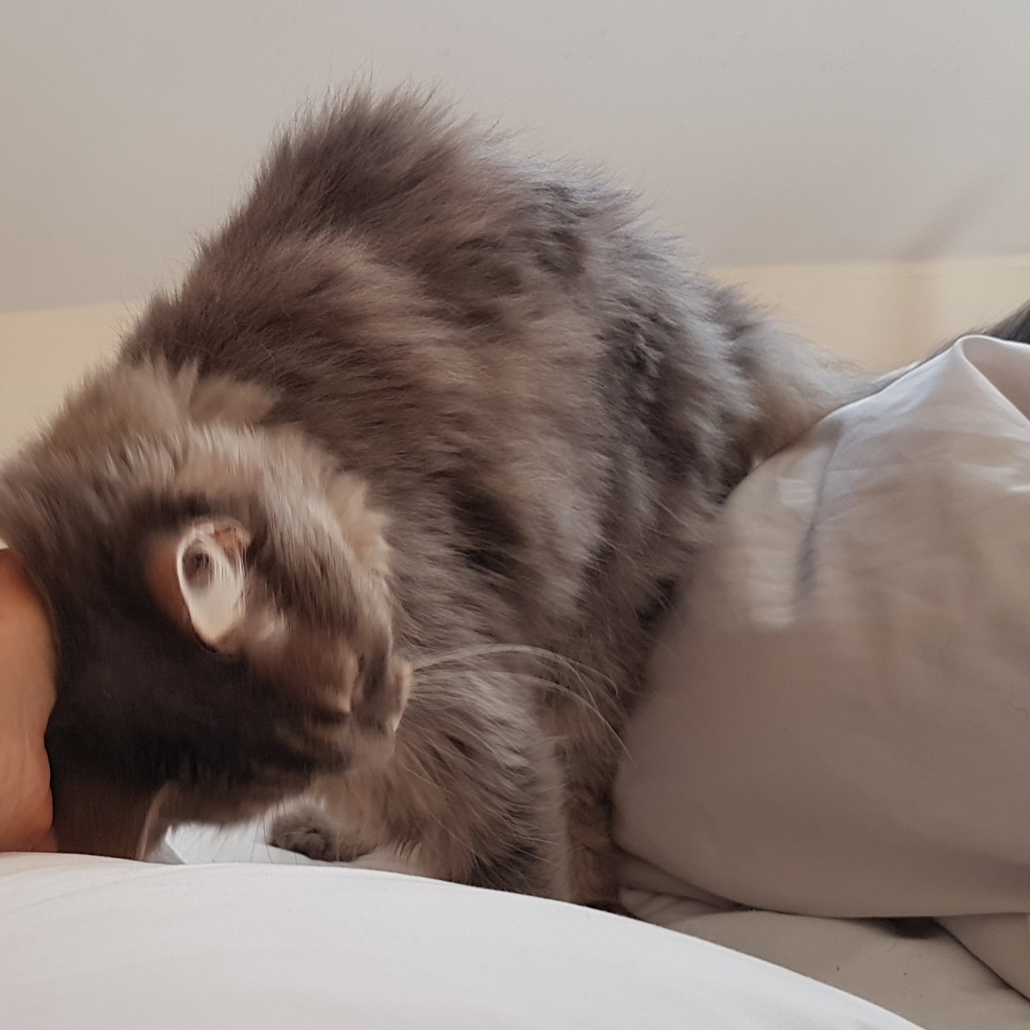 IMG_20190802_090323_951