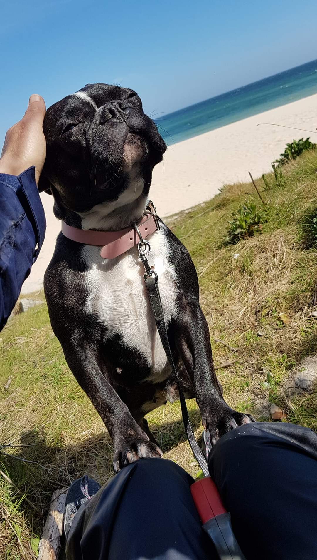 FRANKIE 🐶😍💛